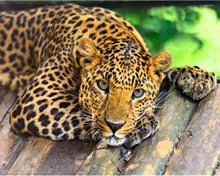 Charger l'image dans la galerie, peinture par numéros | Joli Guépard | animaux, complexe, panthère | FiguredArt