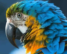 Charger l'image dans la galerie, peinture par numéros | Ara bleu et jaune | animaux intermédiaire oiseaux | FiguredArt