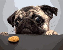 Charger l'image dans la galerie, peinture par numéros | Chien Carlin Gourmand | animaux chiens intermédiaire | FiguredArt
