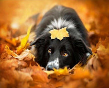 Charger l'image dans la galerie, peinture par numéros | Chien dans les feuilles | animaux chiens intermédiaire | FiguredArt