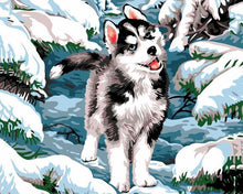Charger l'image dans la galerie, peinture par numéros | Husky dans la neige | nouveautés chiens hiver intermédiaire | FiguredArt