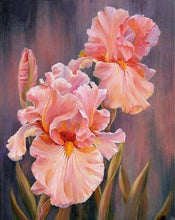 Charger l'image dans la galerie, peinture par numéros | Iris rosé | fleurs intermédiaire | FiguredArt