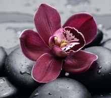 Charger l'image dans la galerie, peinture par numéros | Orchidée et Pierre | fleurs intermédiaire | FiguredArt