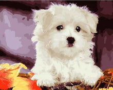 Charger l'image dans la galerie, peinture par numéros | Petit Chien blanc | animaux chiens facile | FiguredArt