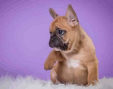 Charger l'image dans la galerie, peinture par numéros | Petit Chien levant la Patte | animaux chiens facile | FiguredArt