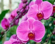 Charger l'image dans la galerie, peinture par numéros | Phalaenopsis roses | complexe fleurs | FiguredArt