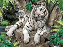 Charger l'image dans la galerie, peinture par numéros | Tigres blanc en famille | animaux intermédiaire tigres | FiguredArt