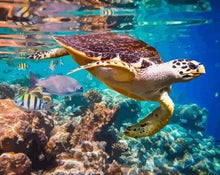 Charger l'image dans la galerie, peinture par numéros | Tortues au fond de lOcéan | animaux complexe tortues | FiguredArt